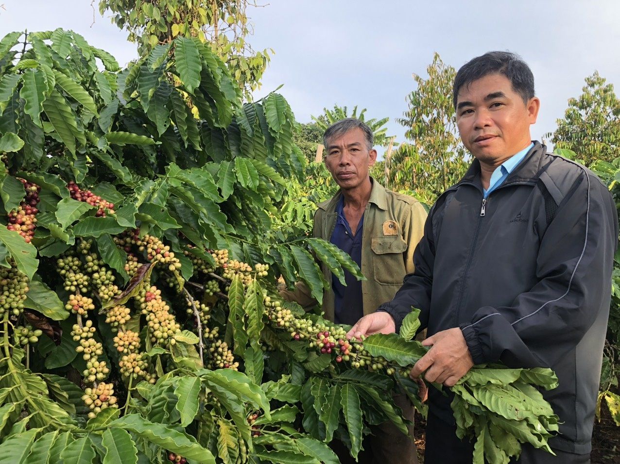 Vietnamese farmers harvesting coffee beans in the Central Highlands
